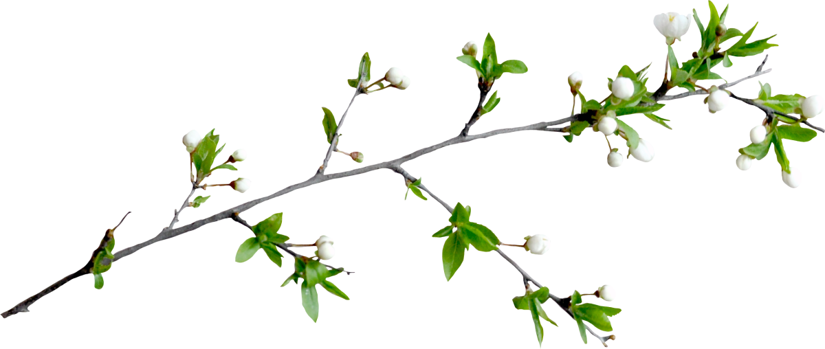 Веточка вербы