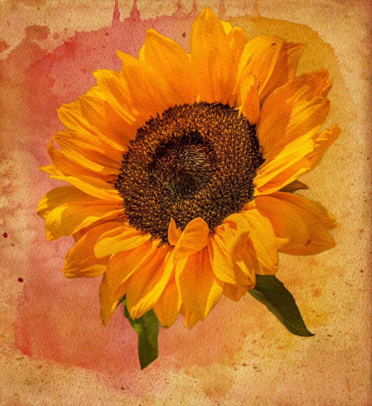 Подсолнух рисунок акварелью