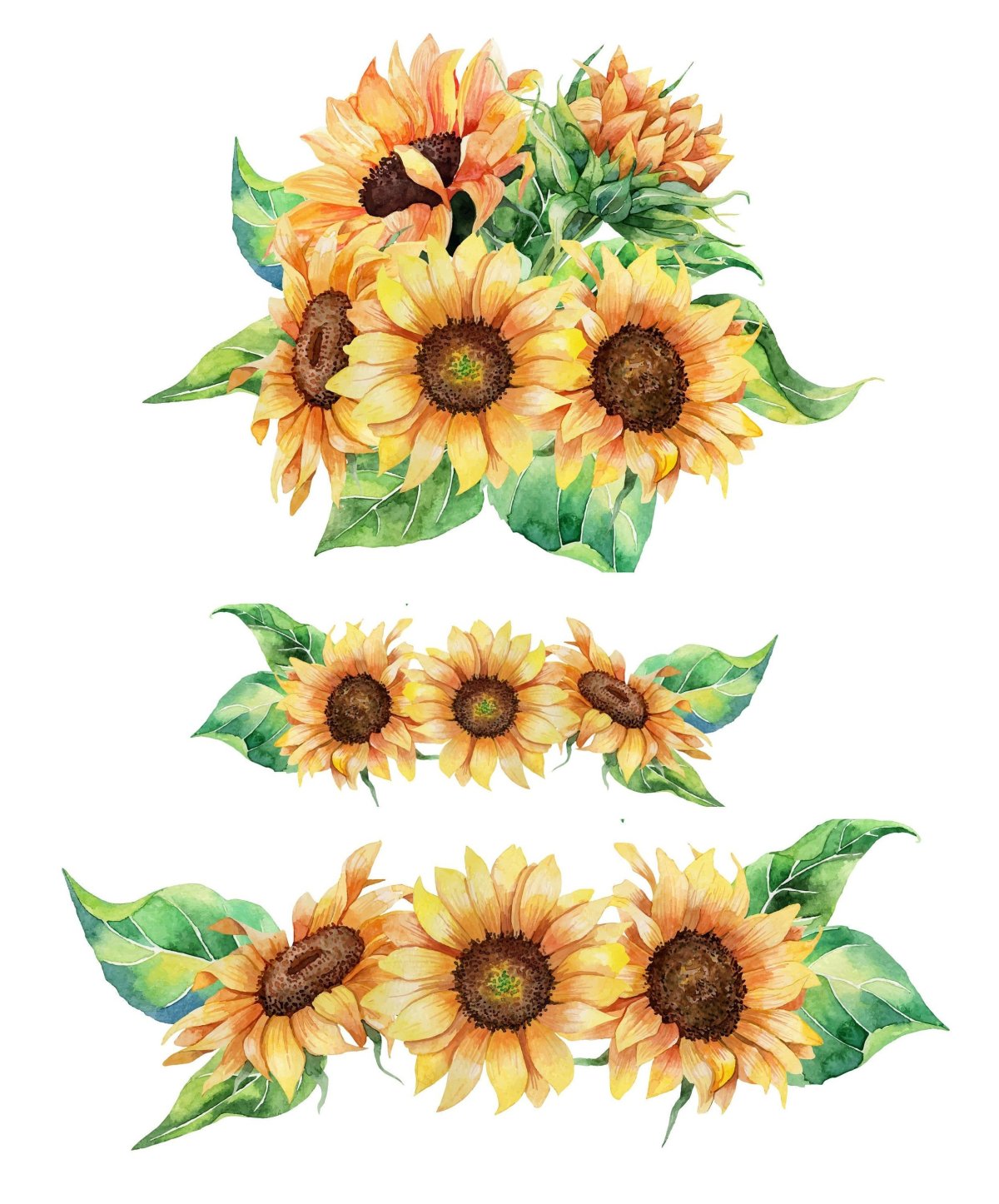 Подсолнух акварель на белом фоне
