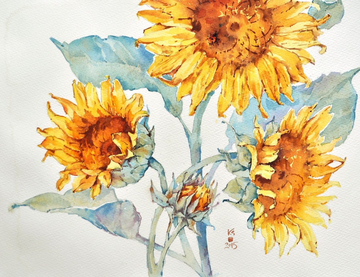 Подсолнух скетч акварелью