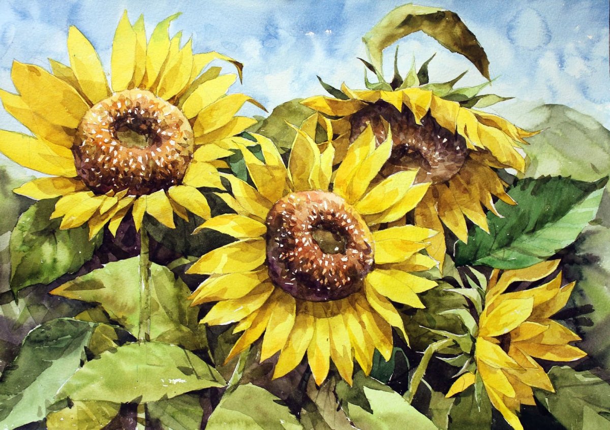 Подсолнухи картина акварель