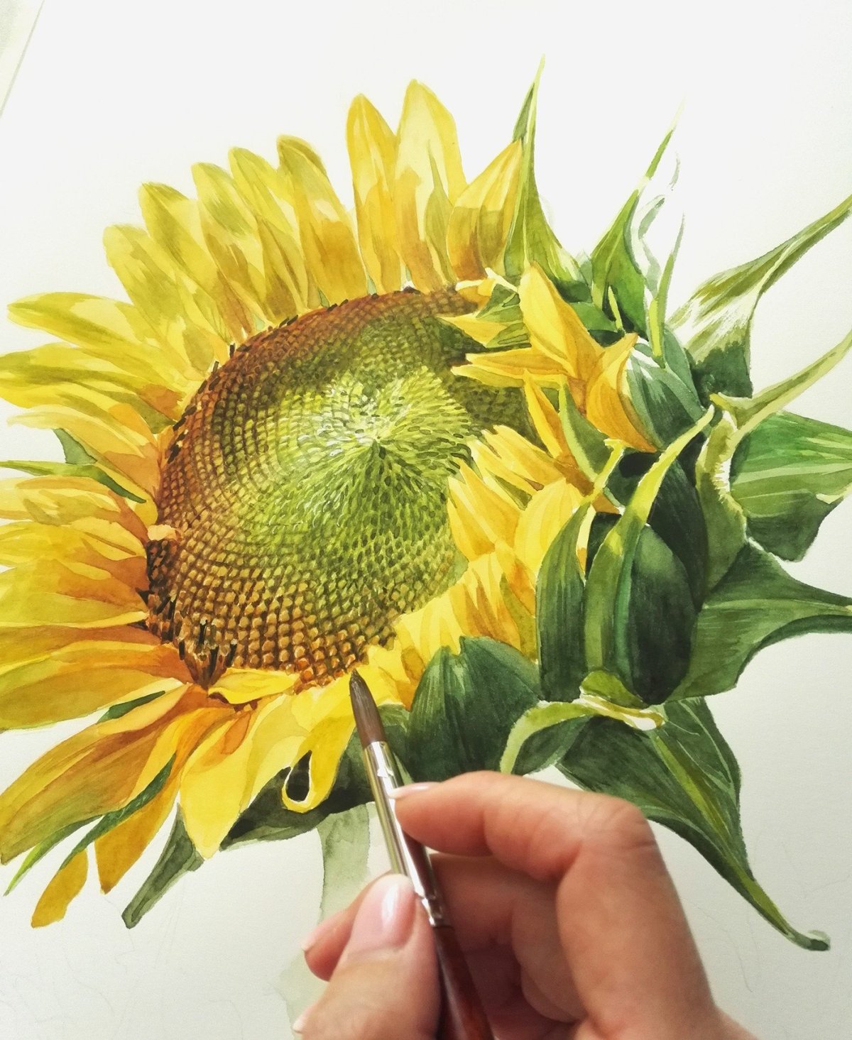 Подсолнух Ботаническая иллюстрация