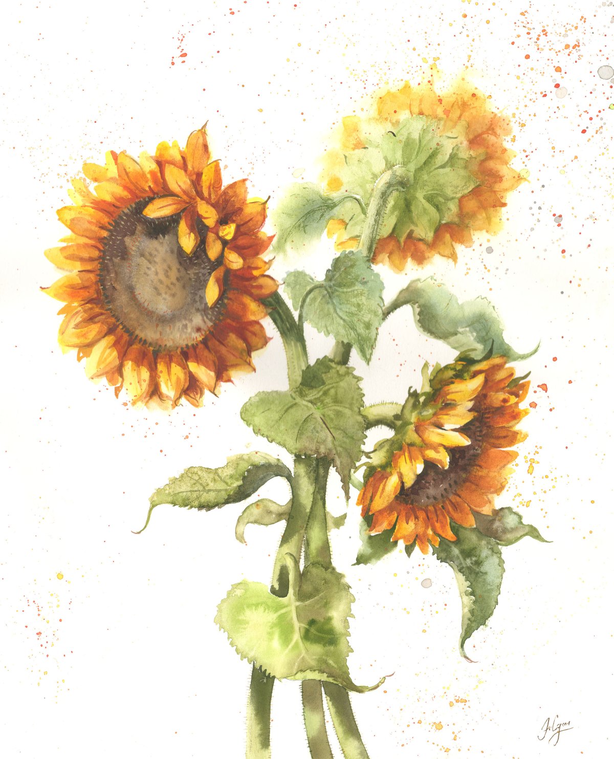 Подсолнечник акварель