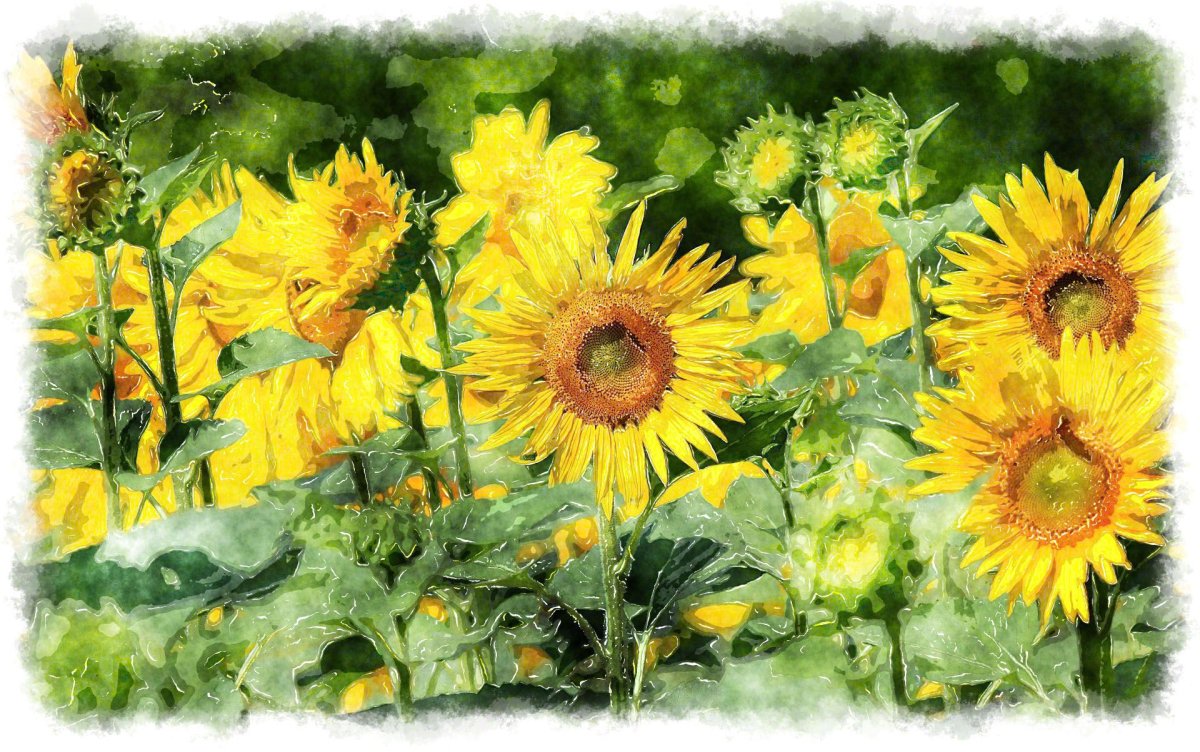 Sunflower drawing Wallpaper