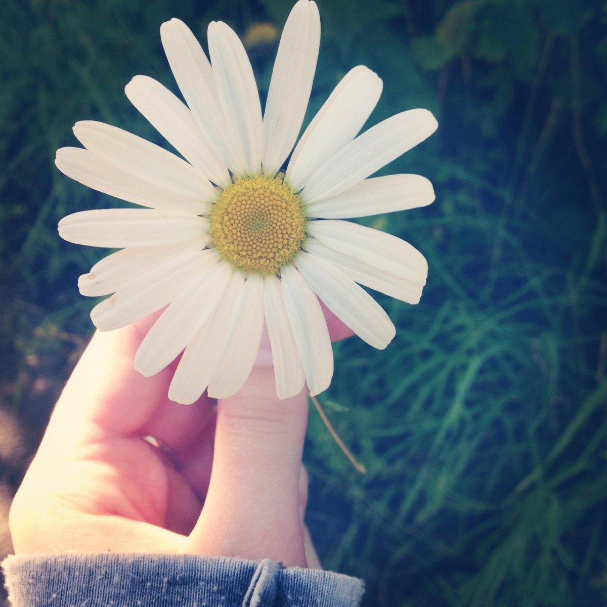 Ромашка Мадина фильмы