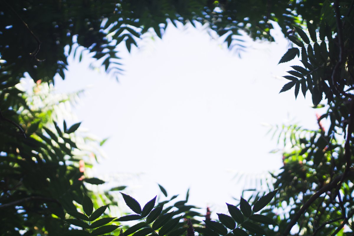 Тропический фон для фотошопа