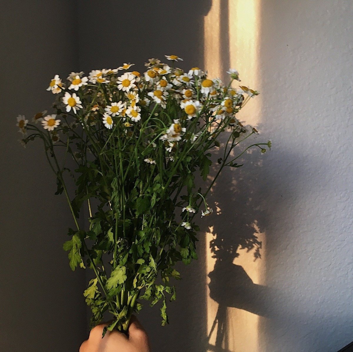 Гора цветы в руках