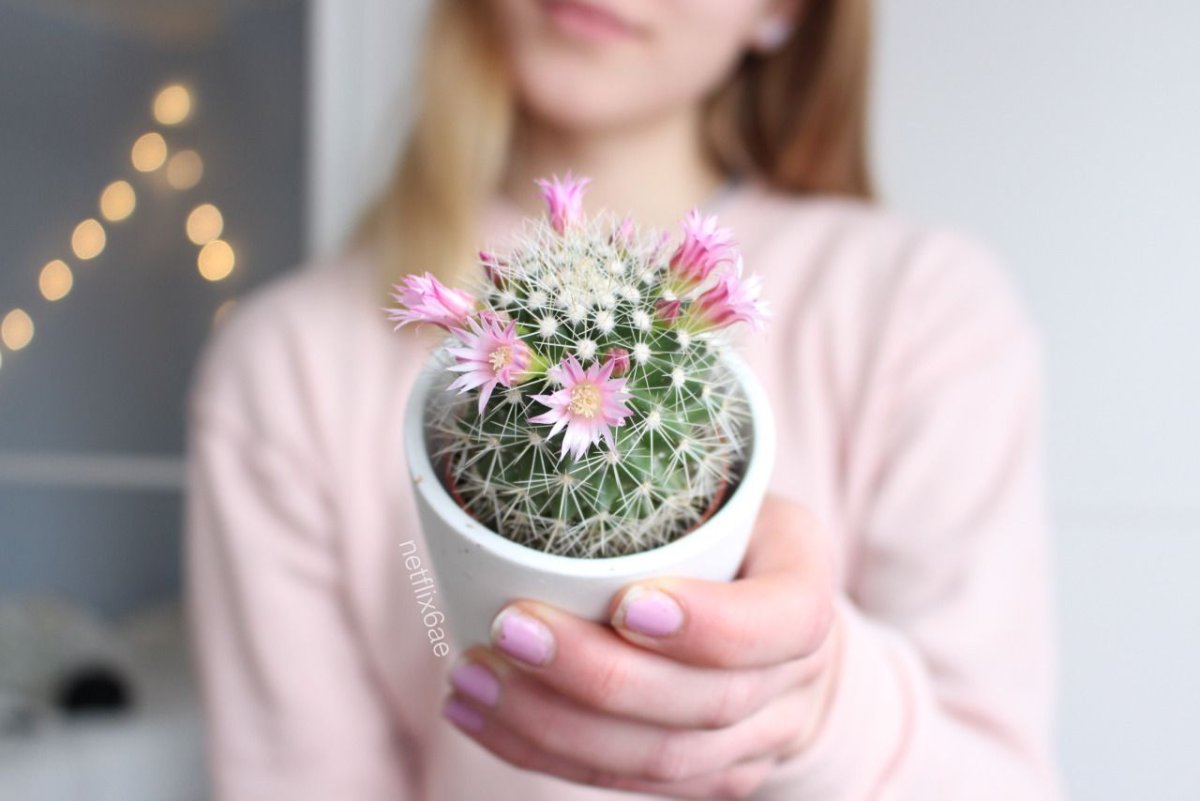 Кактус в руках