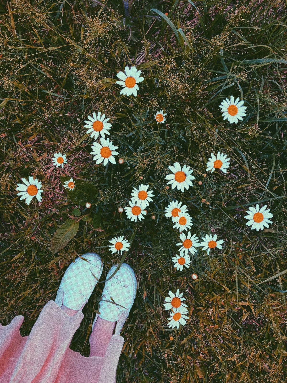 Кактус прикол