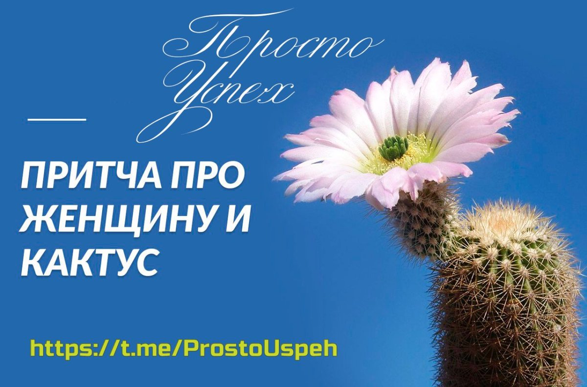 Букет полевых ромашек Эстетика