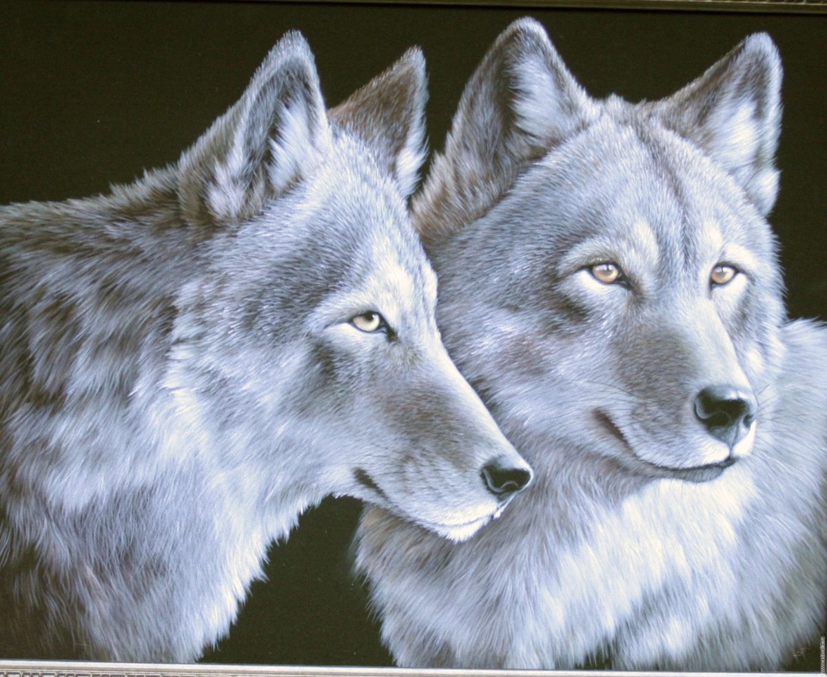 Волк и волчица рисунок