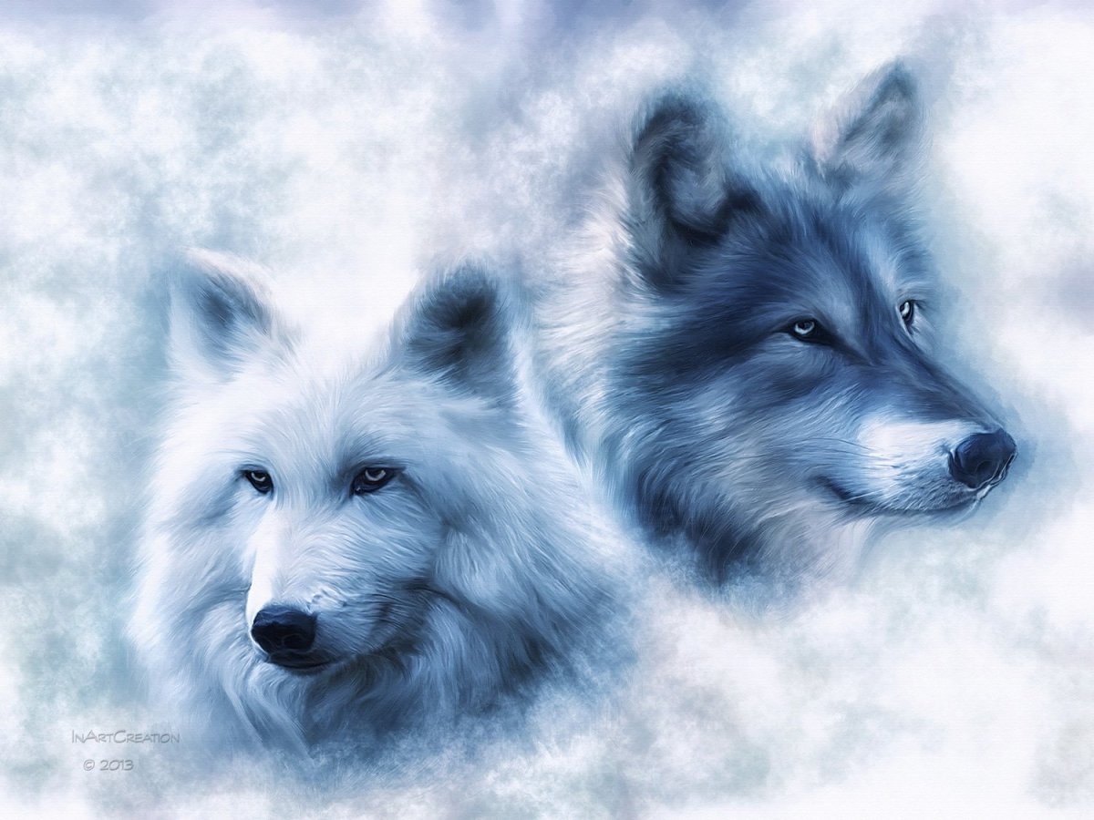 Серый волк и волчица