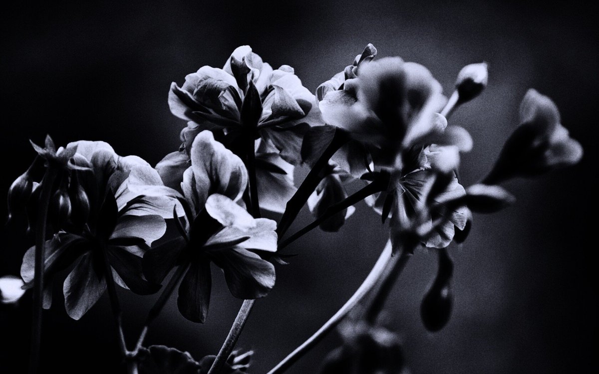 Черно-белый цветок