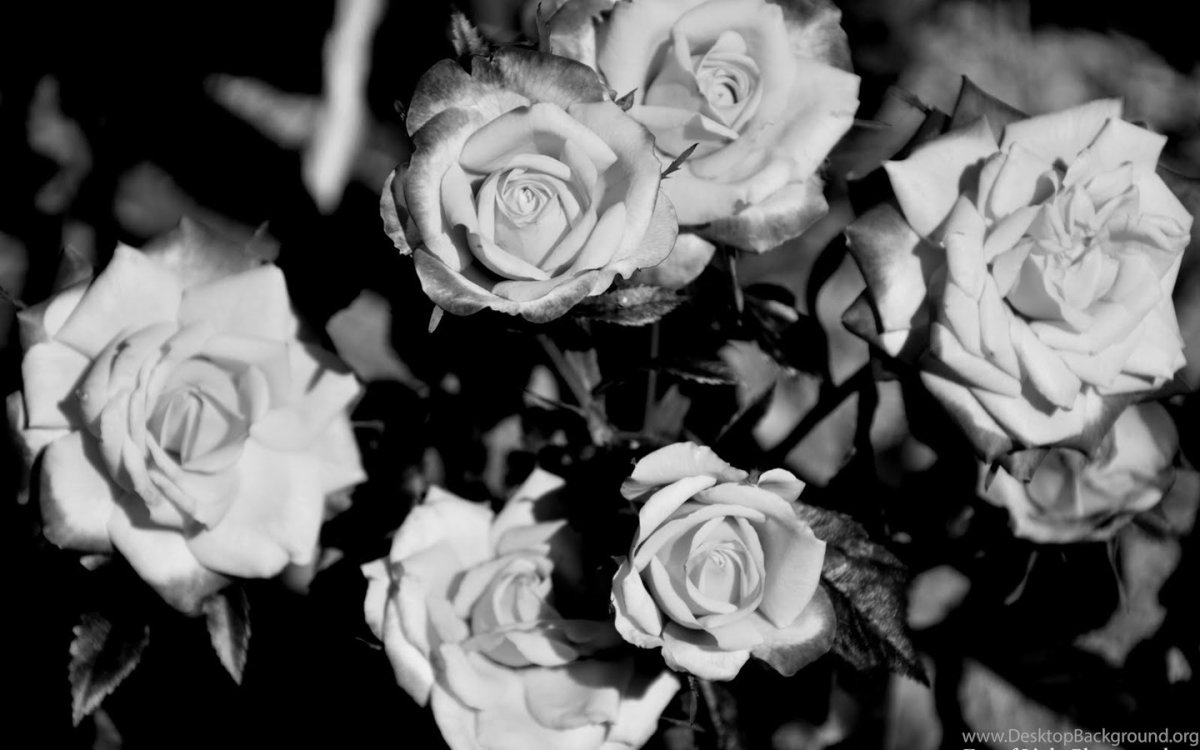 Черные и белые розы