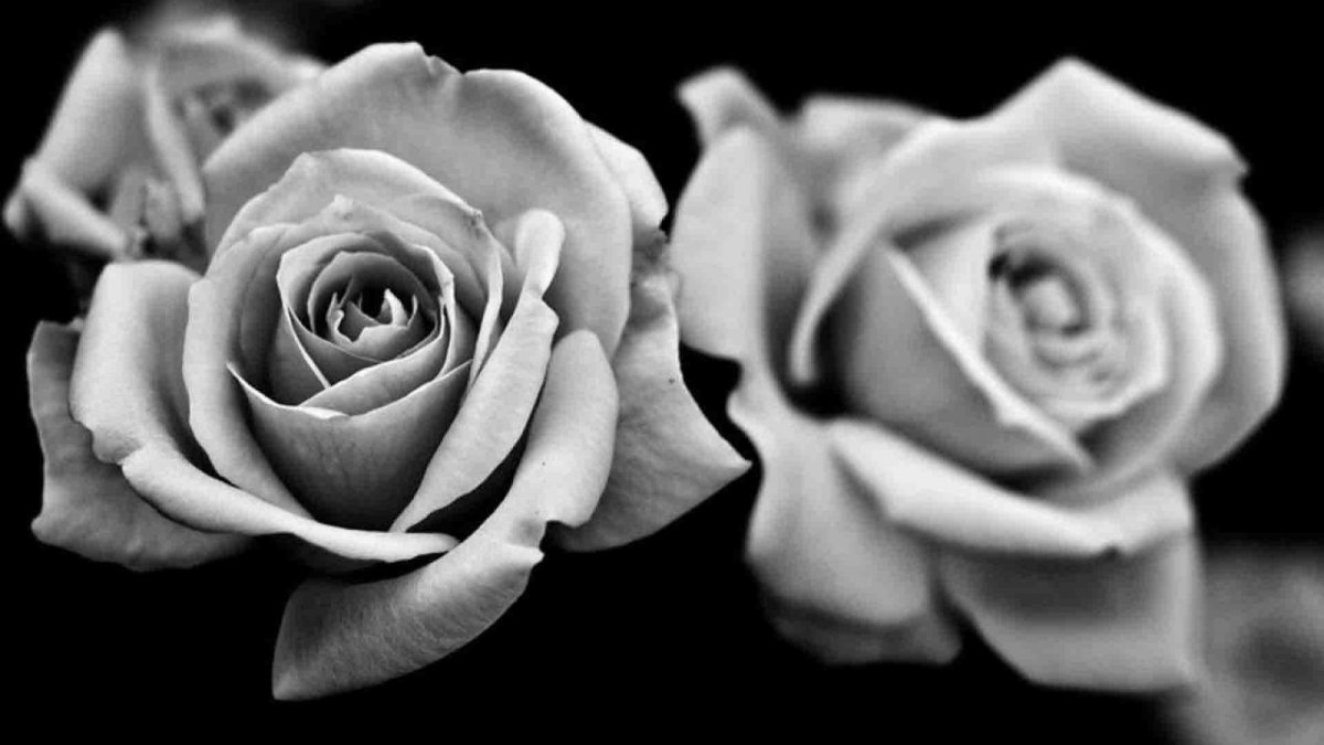 Картинки чёрно белые розы