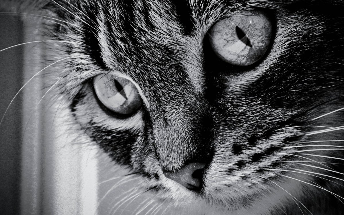 Глаза кошки