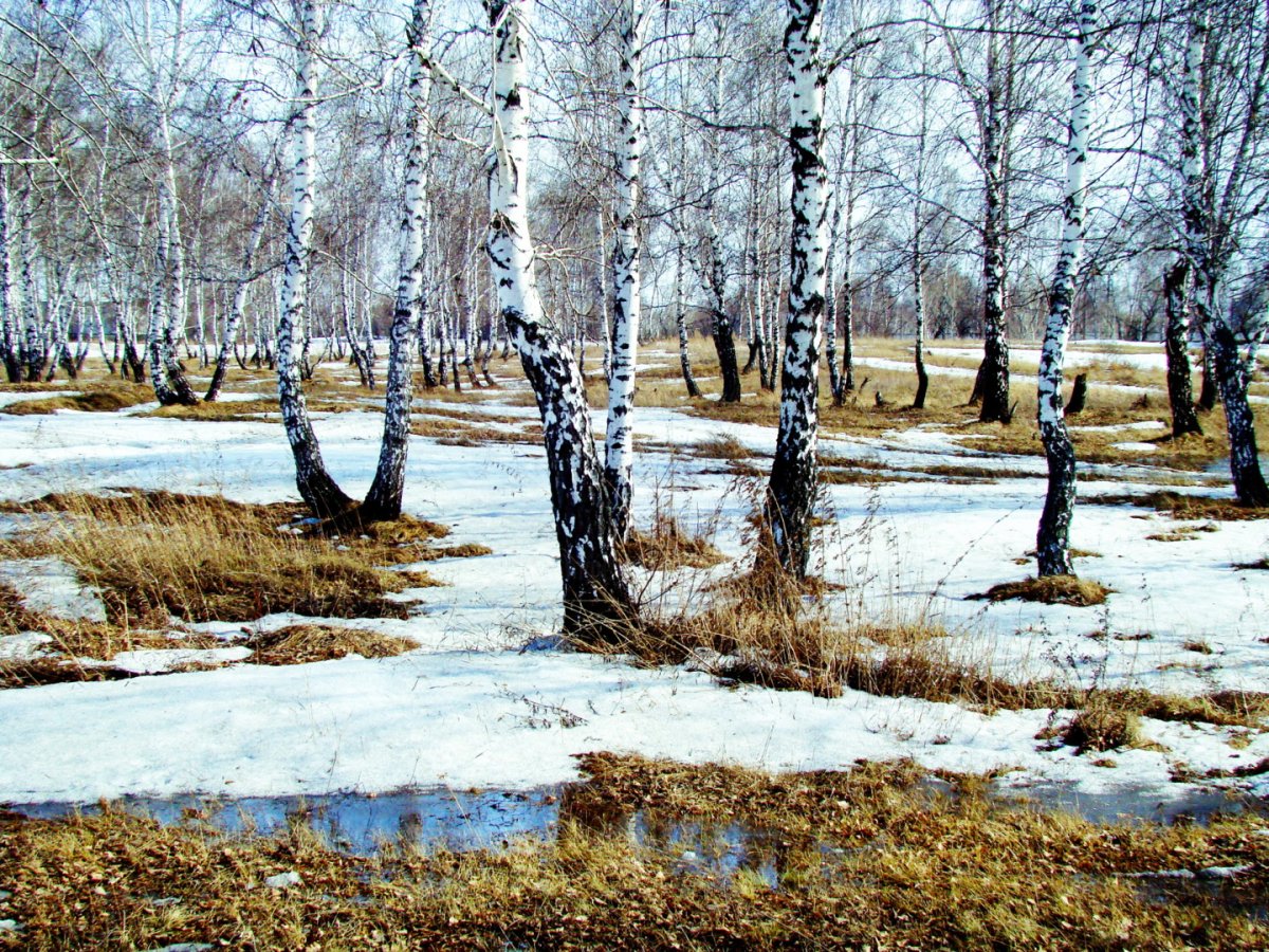 Ранняя Весна проталины