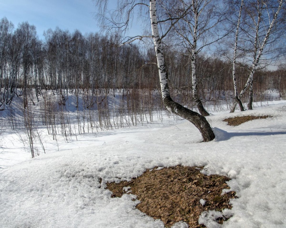 Первые проталины