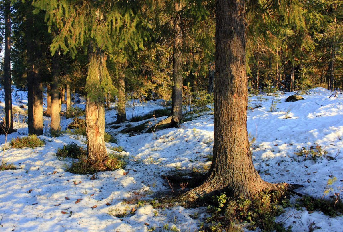 Весна в лесу