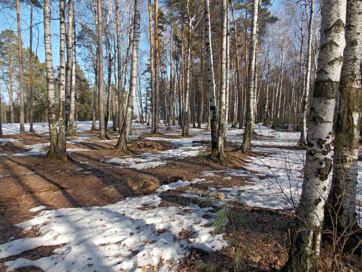Береза ранней весной