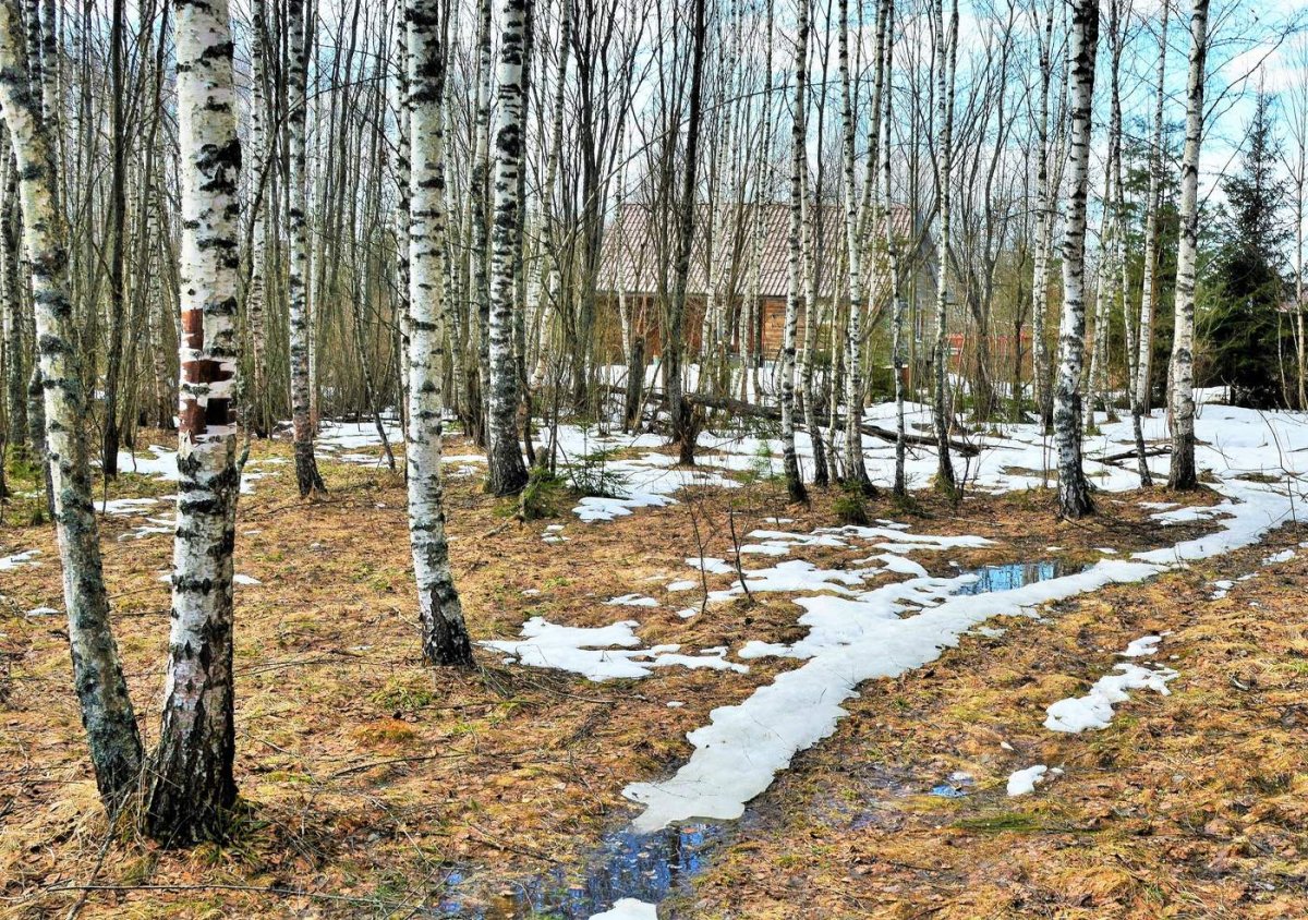 Проталины в лесу