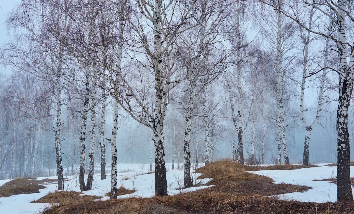 Терпугова Подснежник