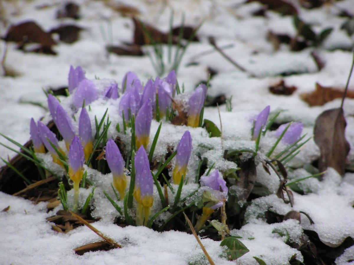 Поле ранней весной