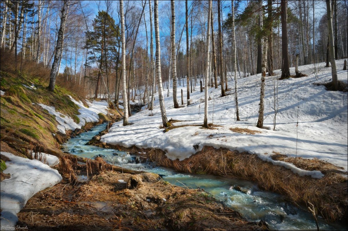 Панорама весеннего леса