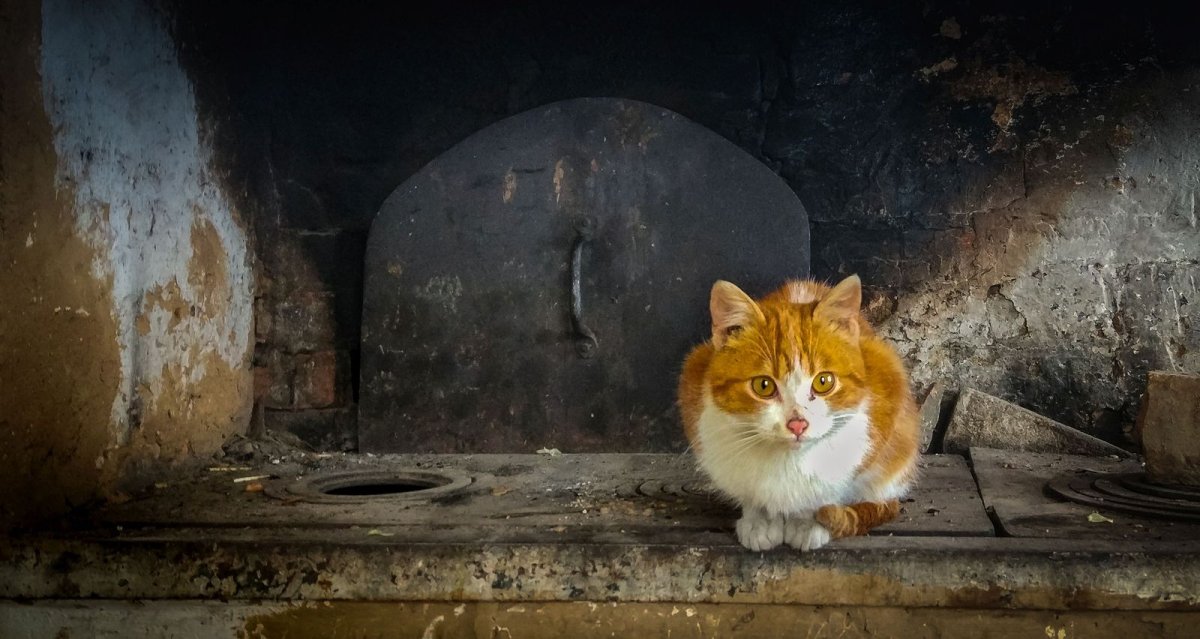 Кот на русской печке