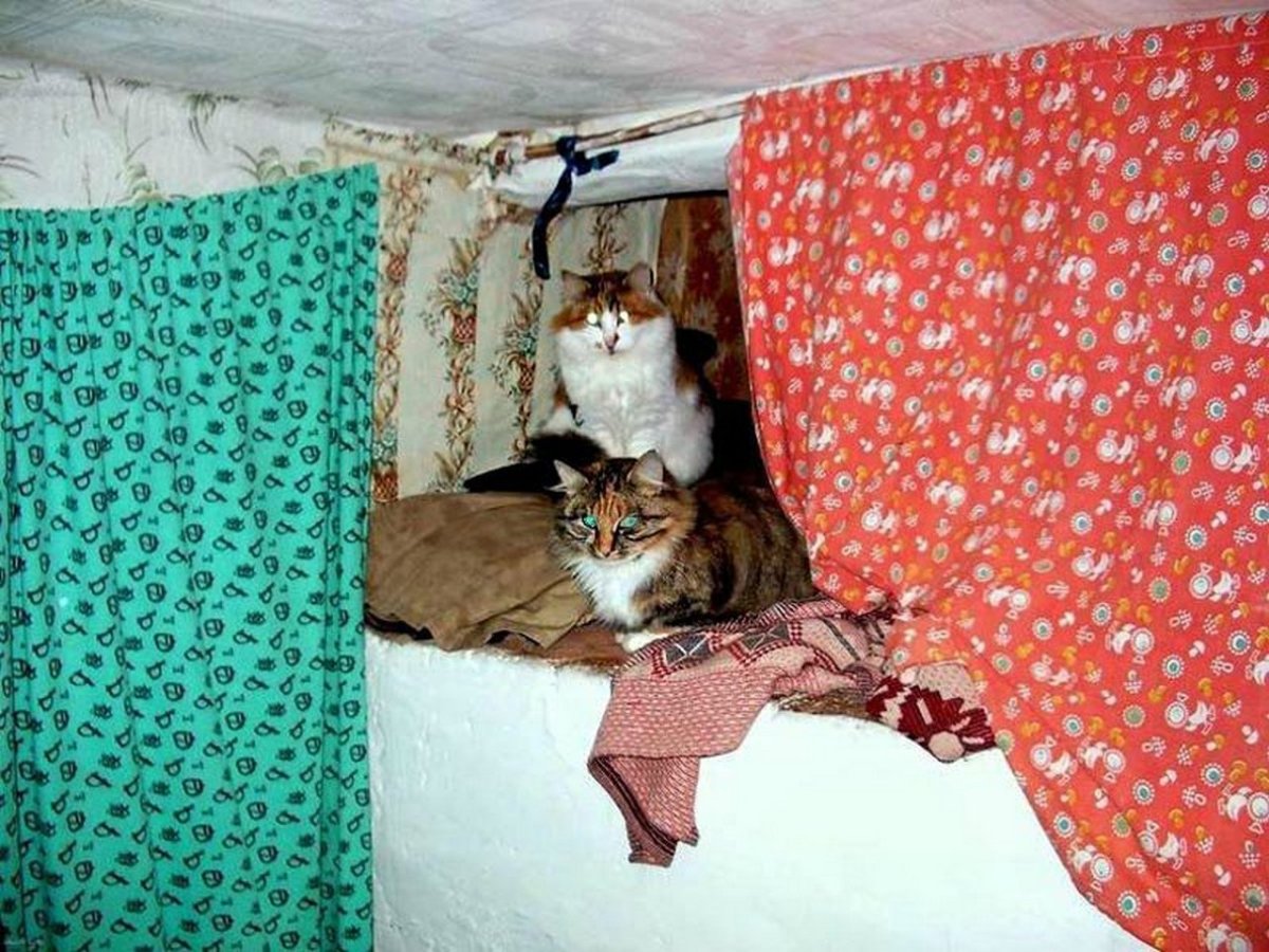 Коты на печке