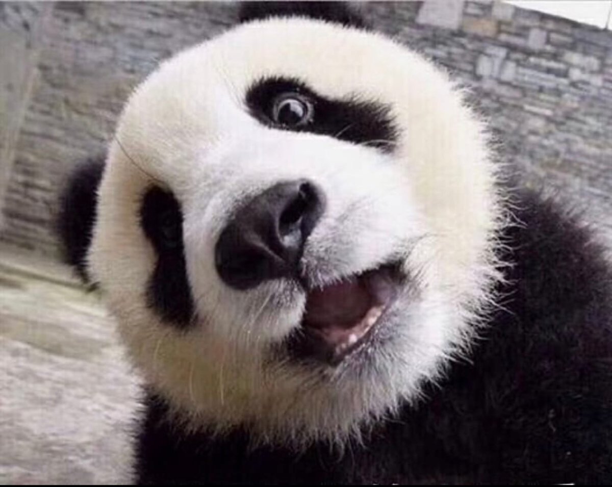 Жирная Панда