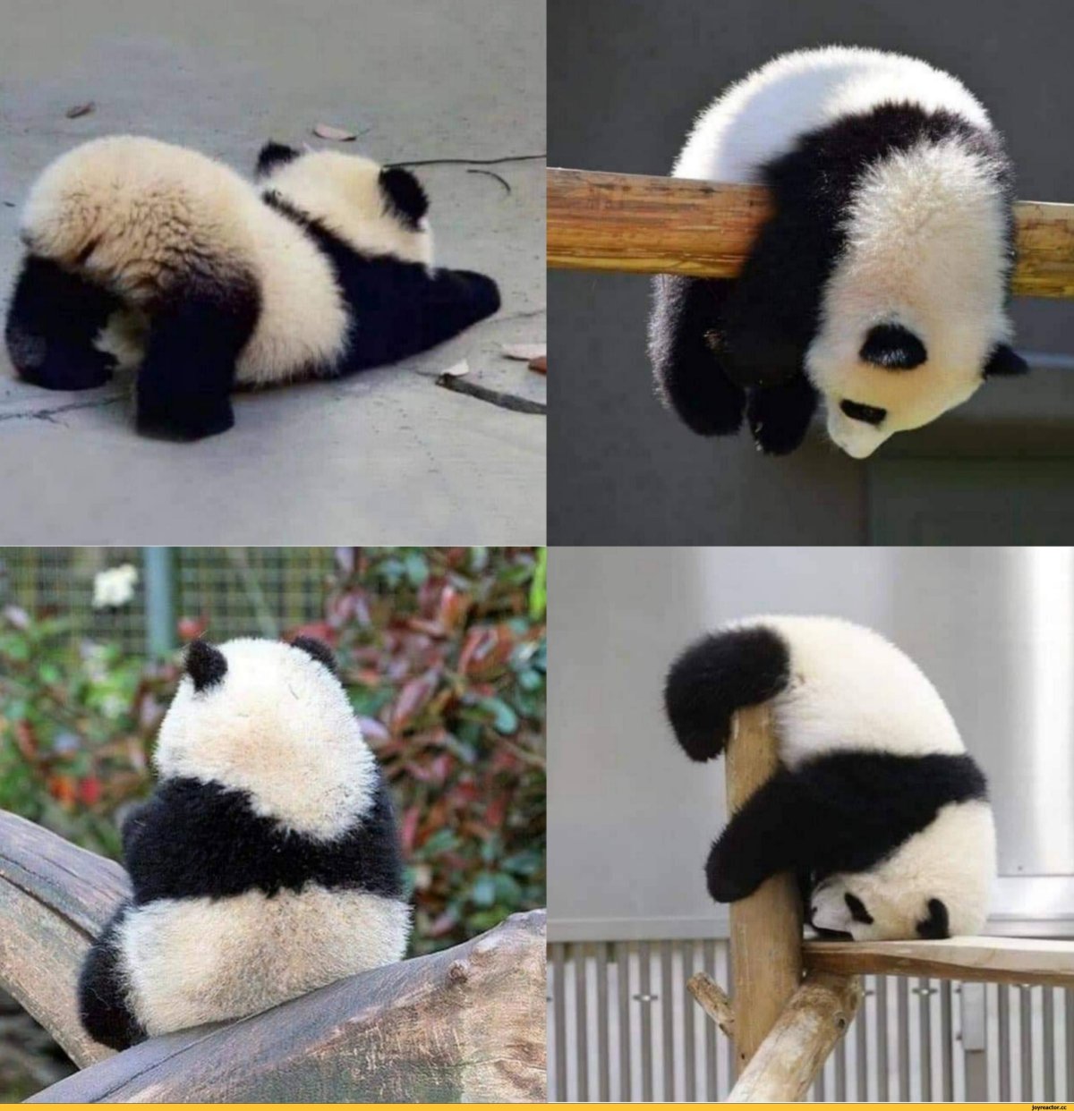 Панда в кимоно