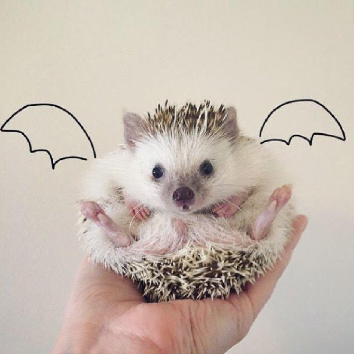 Милые ежики