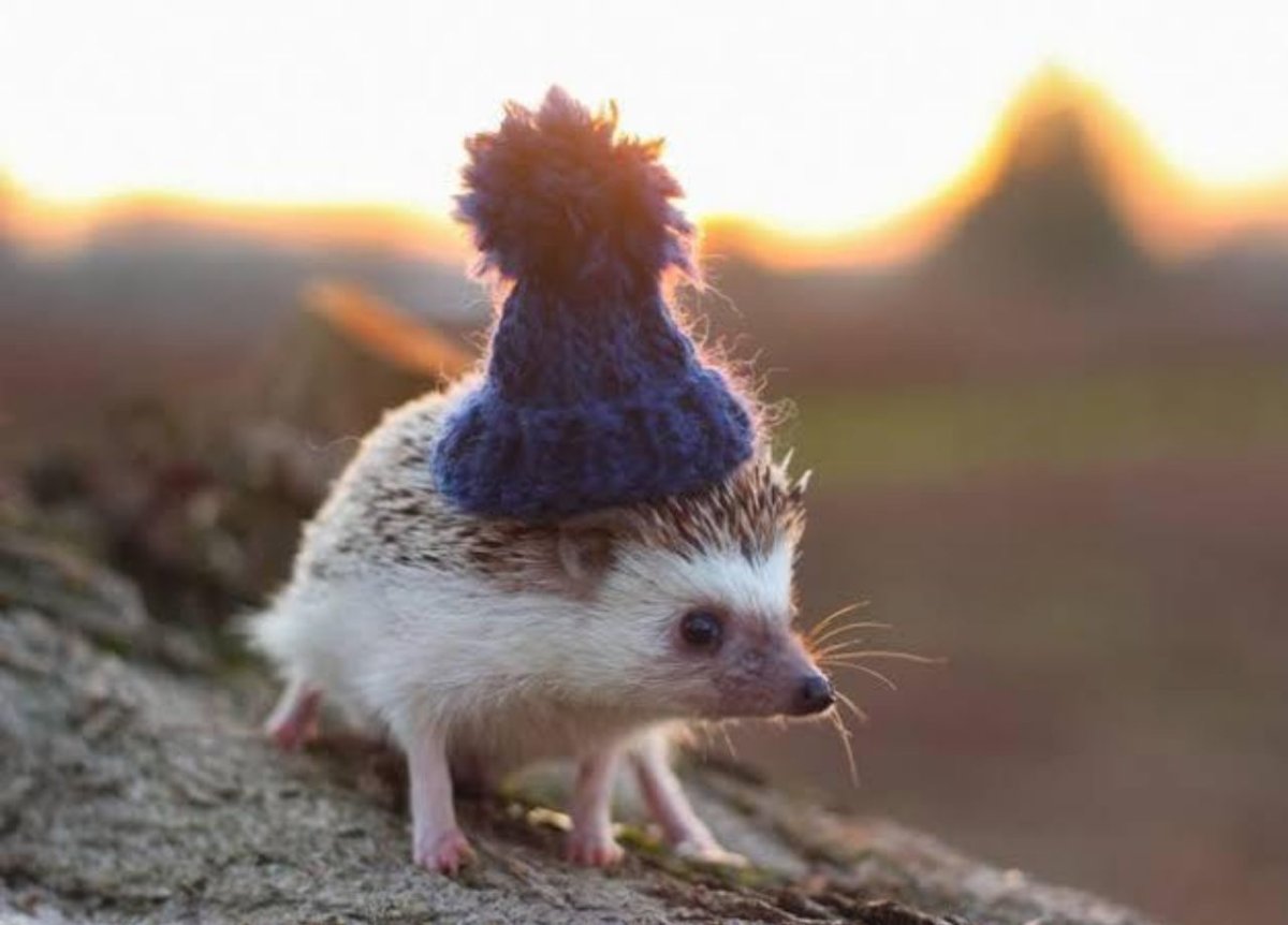 Ежик в шляпке