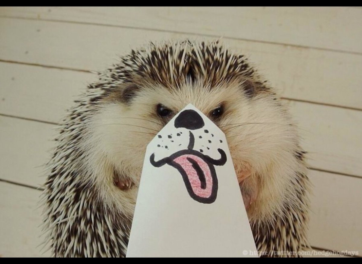 Ежик с мандаринкой