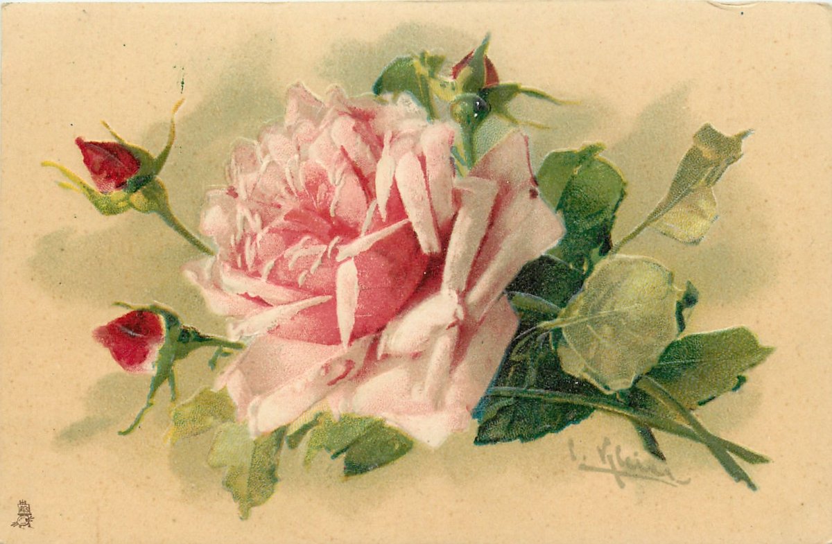 Красные розы Катарина Кляйн