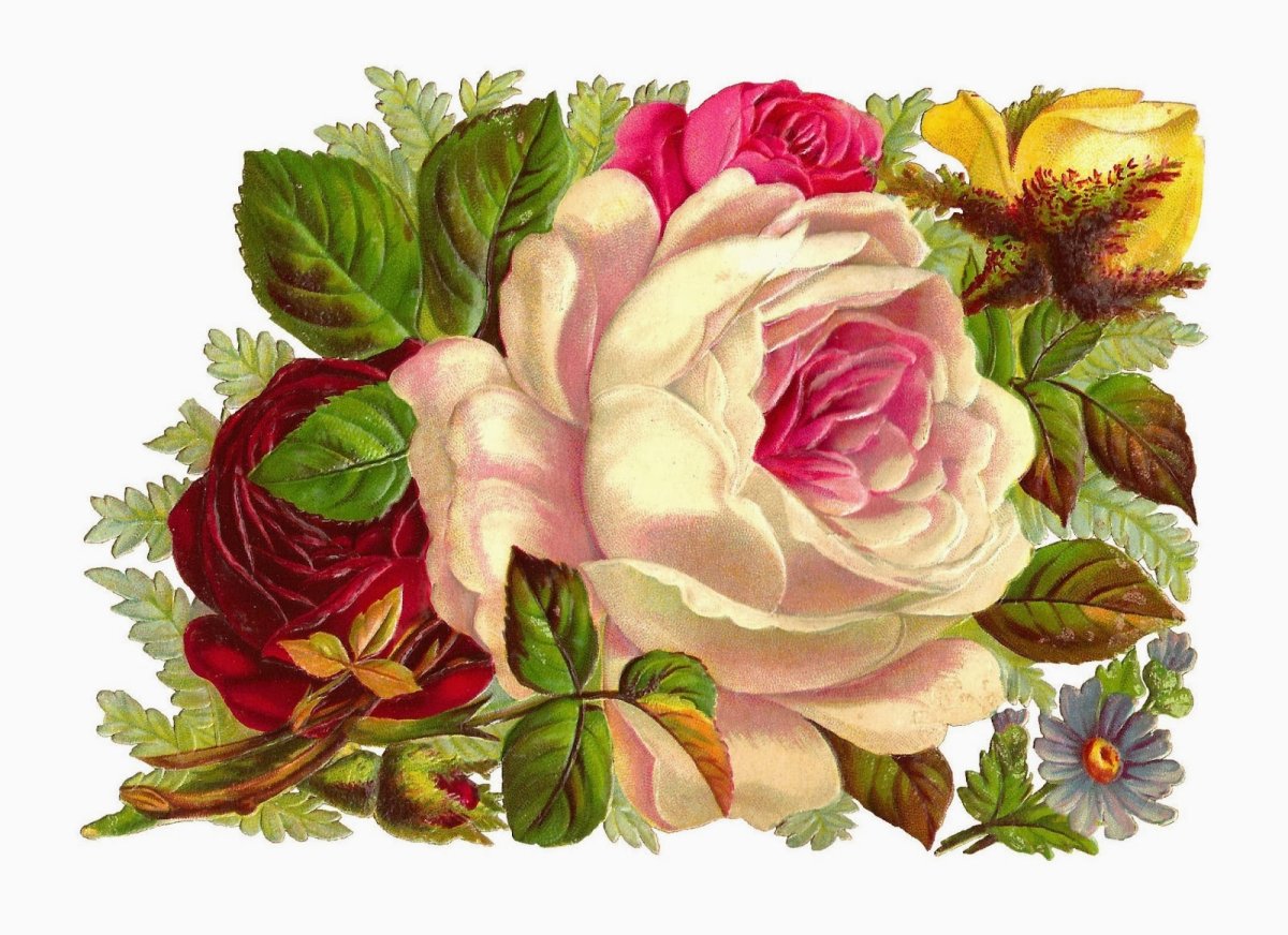 Винтажные розы