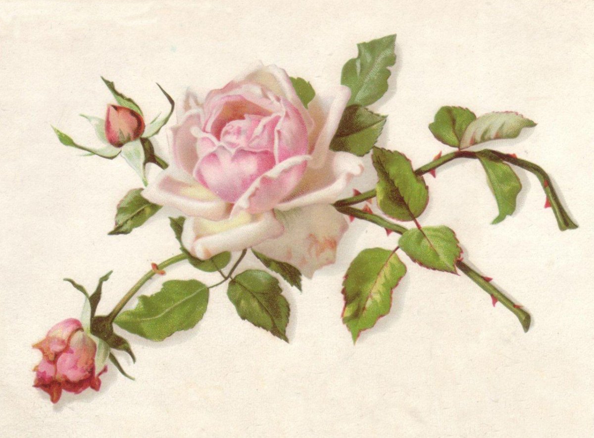 Винтажные розы