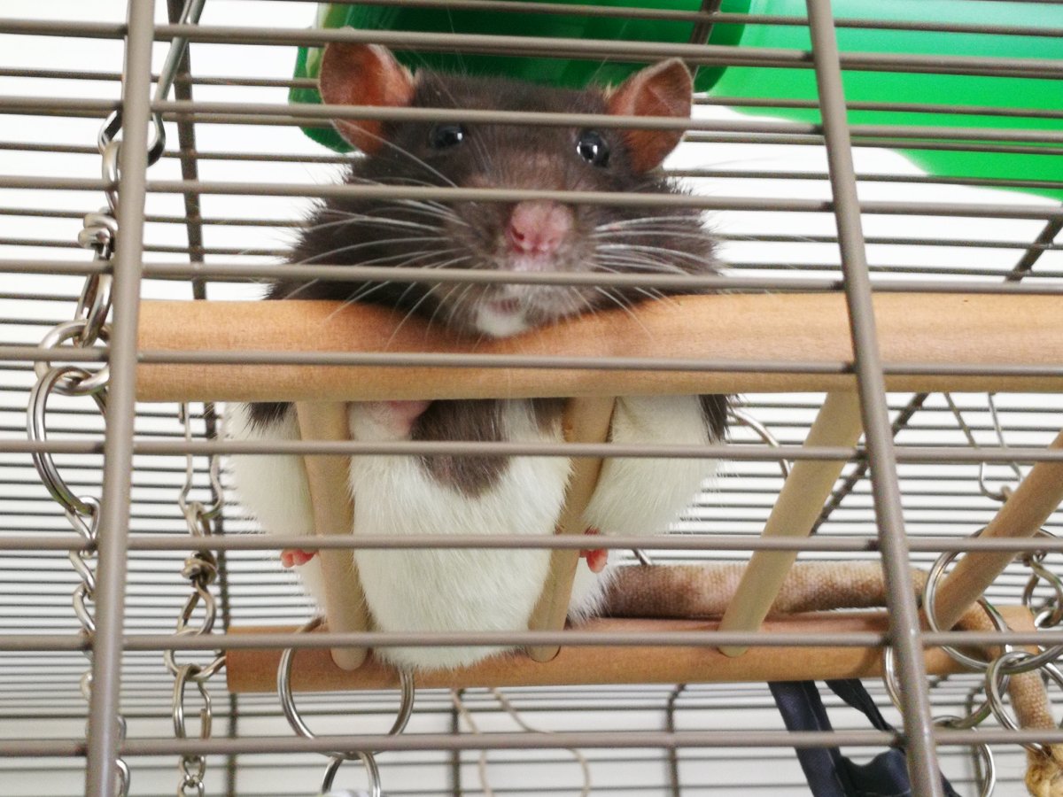 Домашняя милая крыса в клетке