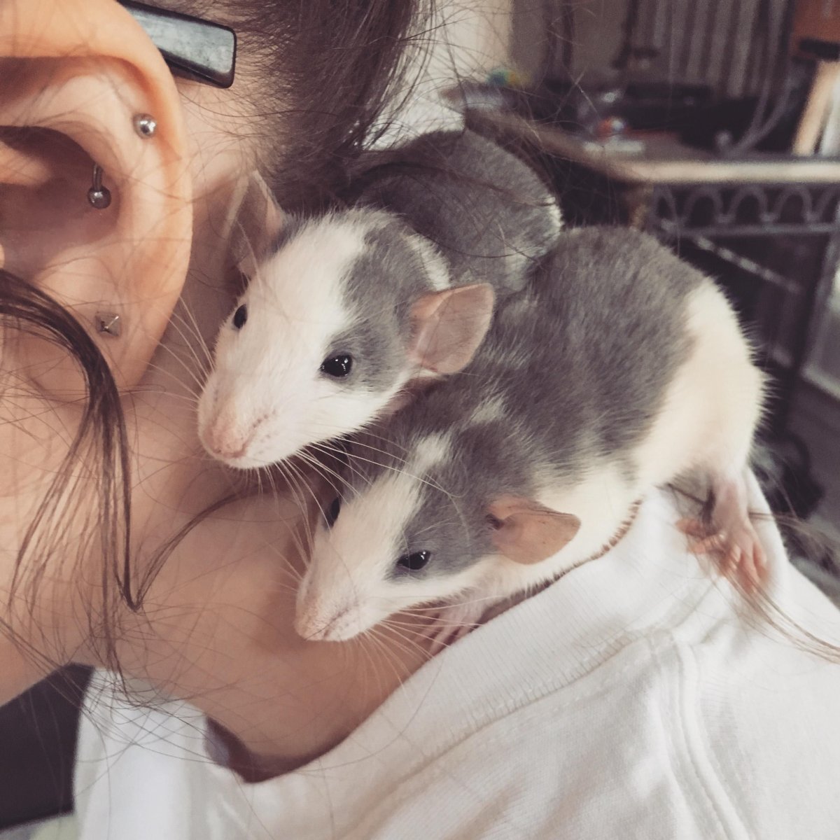 Красивые крысы