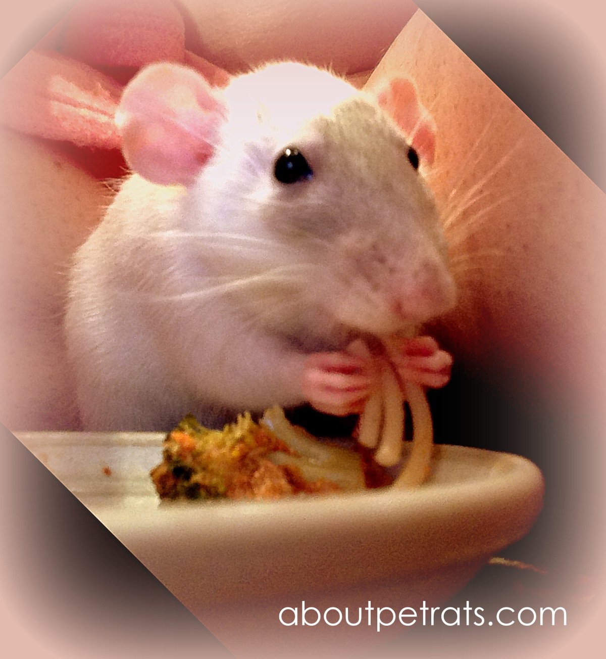 Девушка с домашней крысой