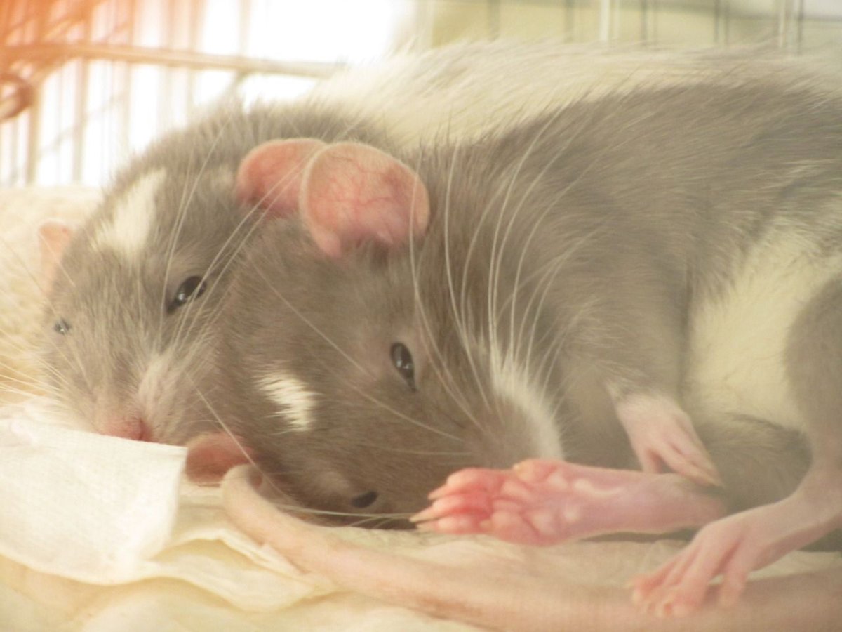 Морда крысы