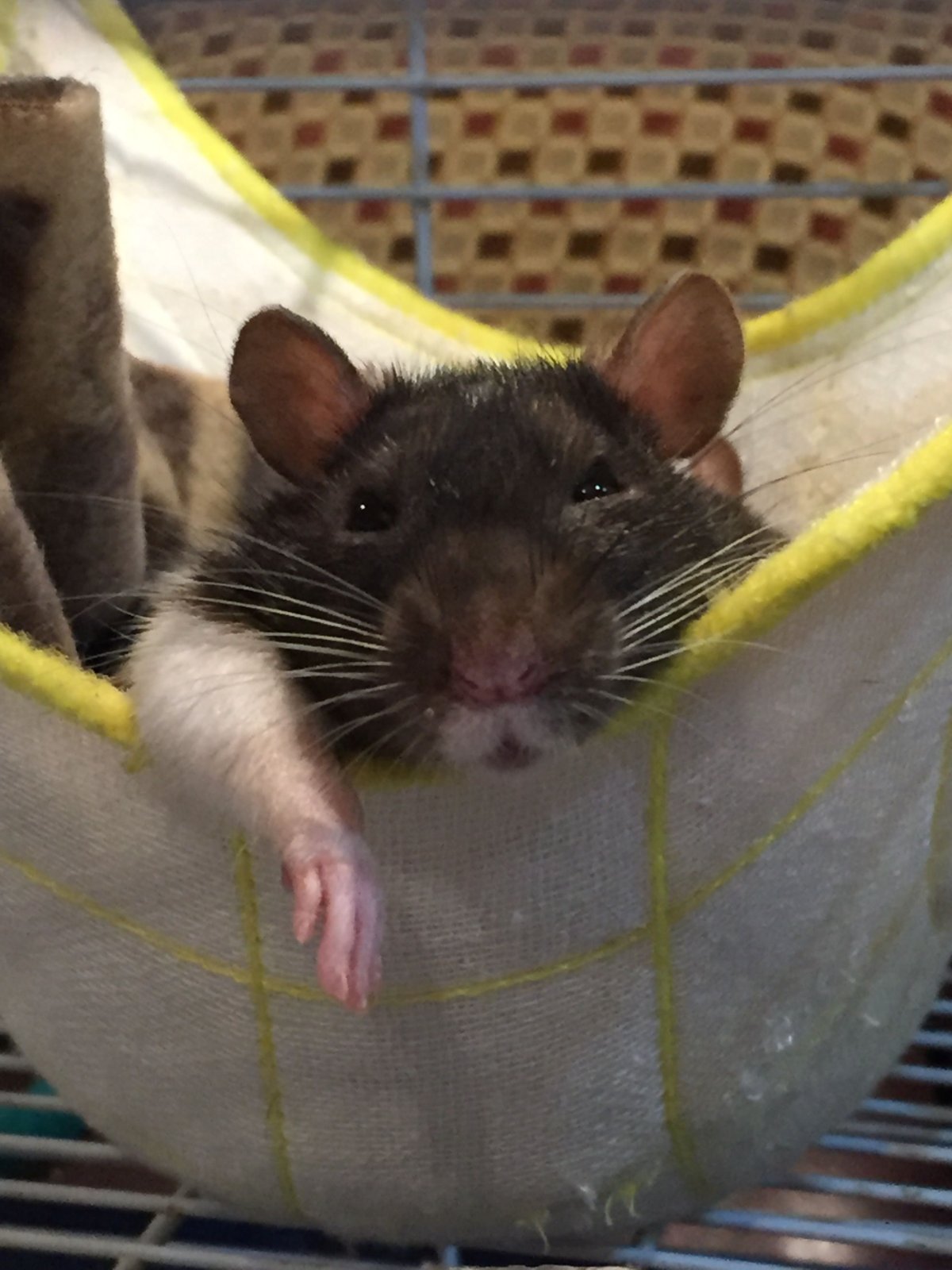 Крыски милые смешные