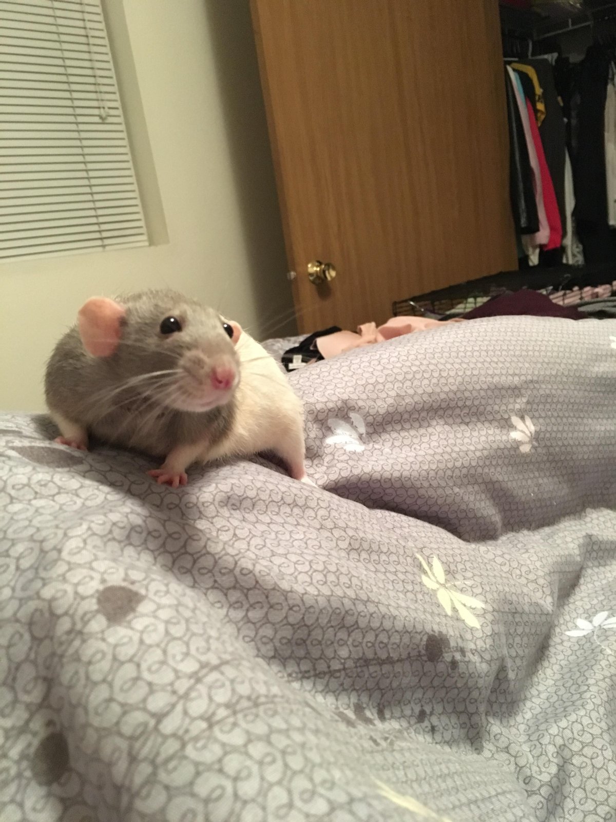 Крысы Инстаграм