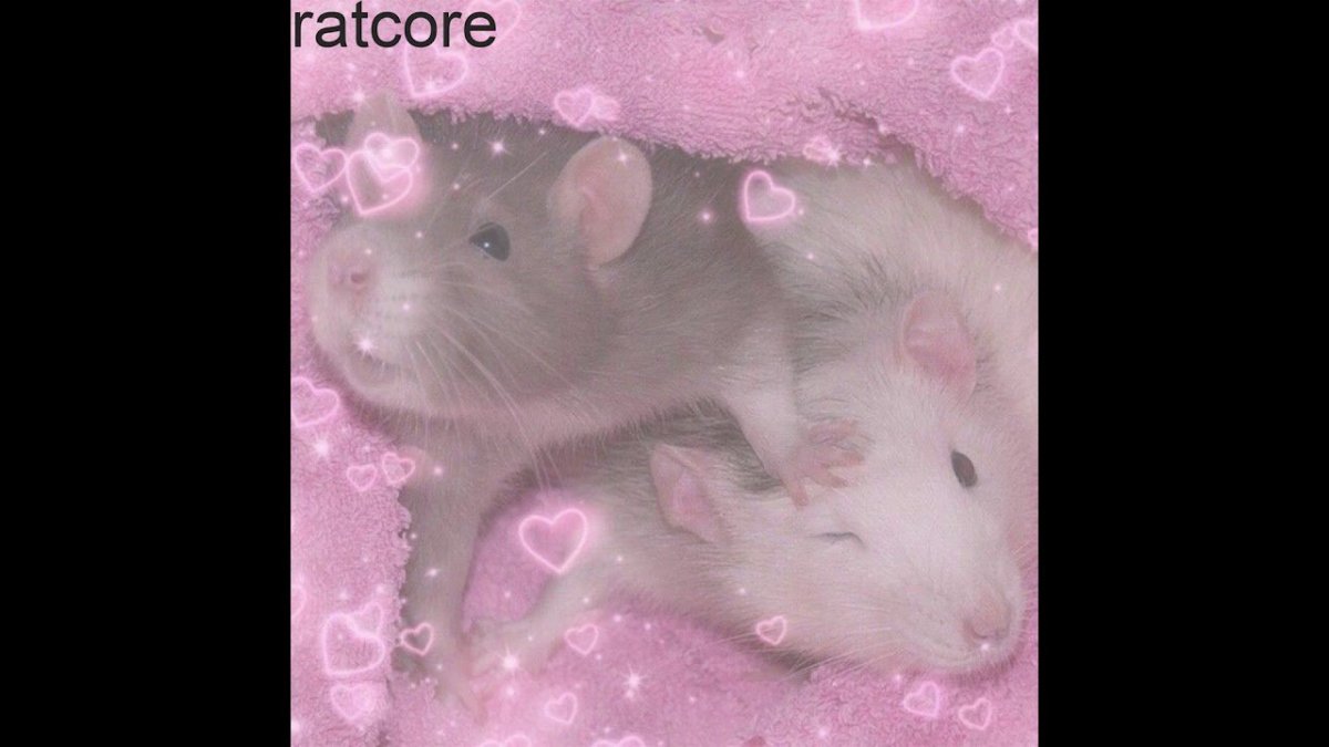 Розовая крыса