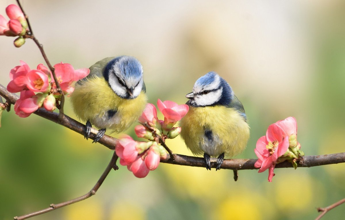 Весенние птички