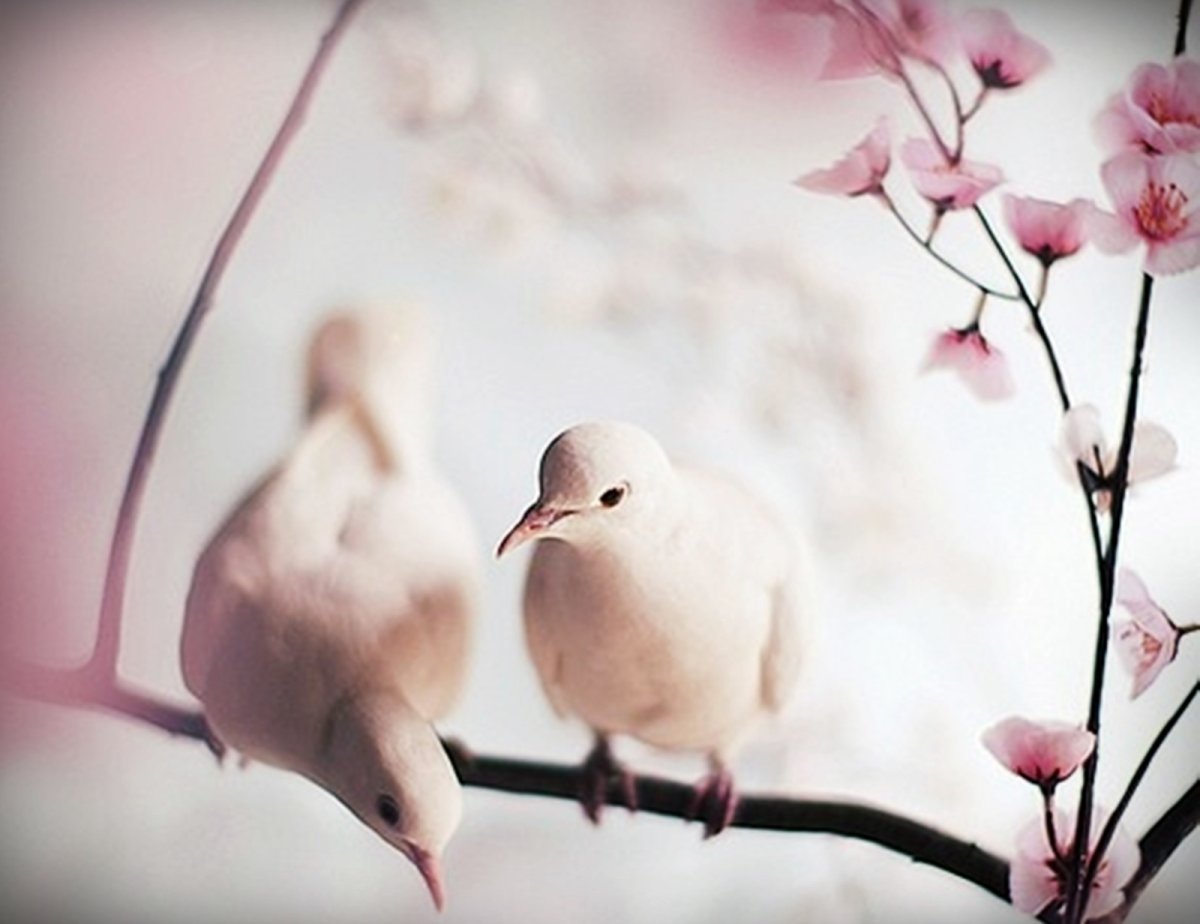 Красивые светлые птицы