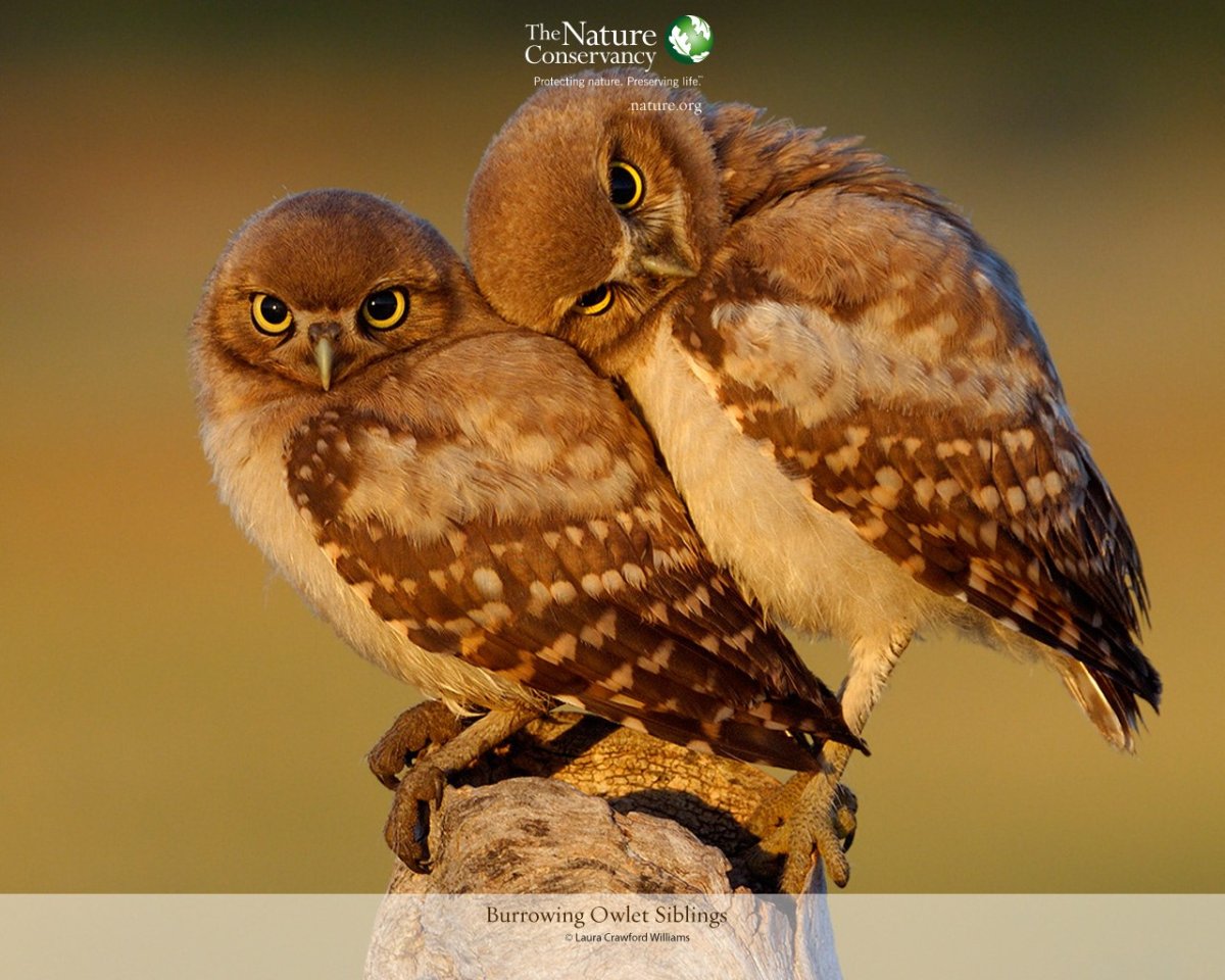 Совы обнимаются