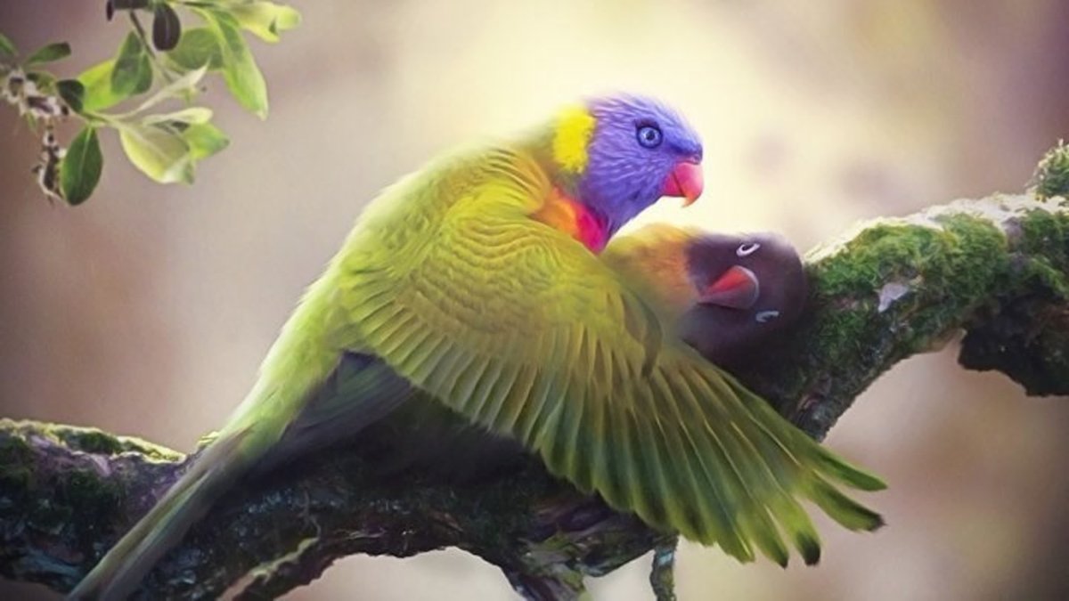 Неразлучники попугаи