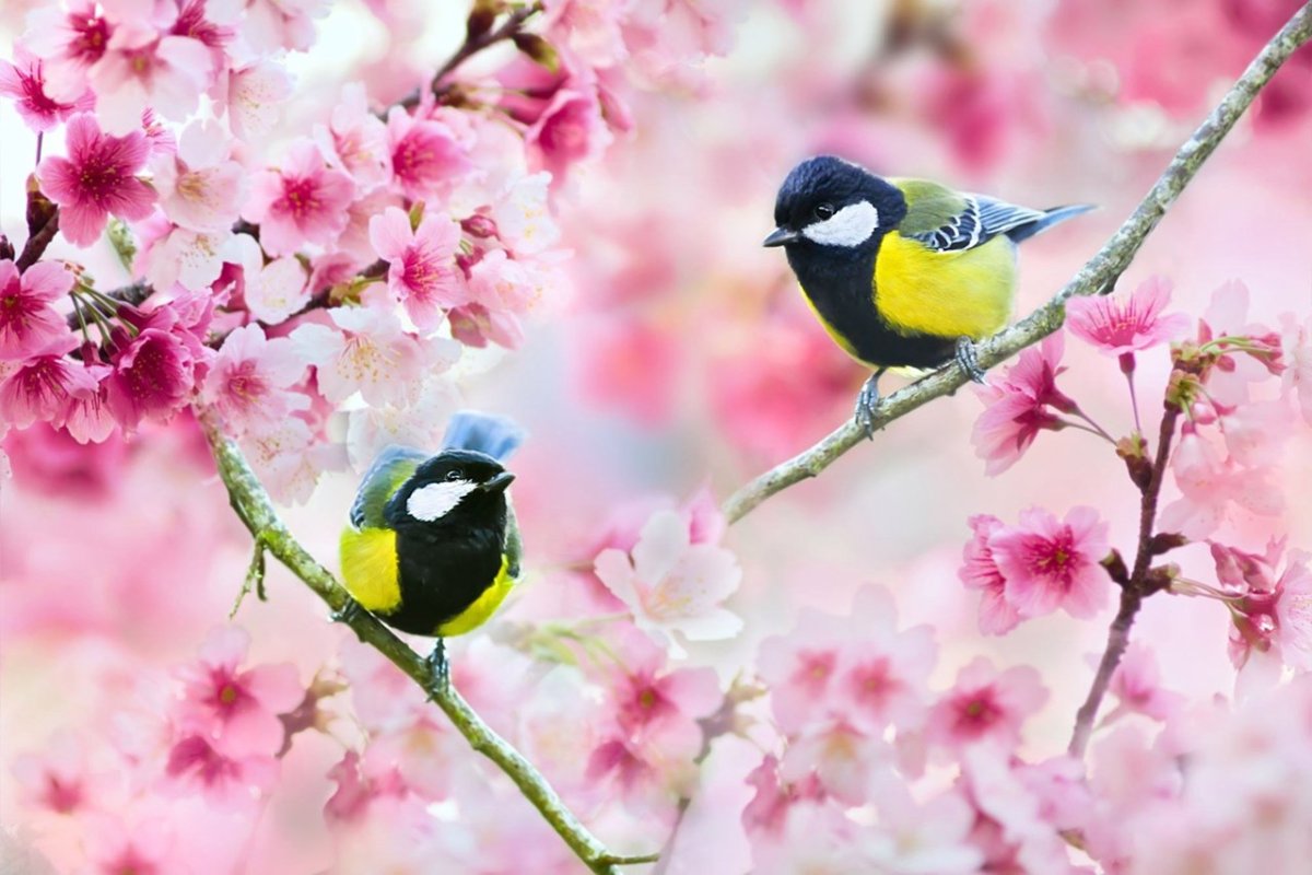 Птица на цветущей ветке
